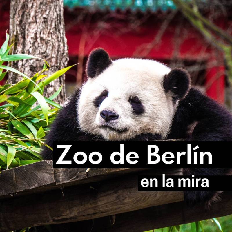Critican al Zoológico de Berlín por datos biométricos